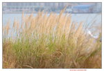 12012020__Sam Ka Tsuen Snapshots00009
