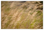 12012020__Sam Ka Tsuen Snapshots00010