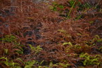 12012020__Sam Ka Tsuen Snapshots00011