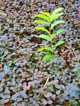 05012020_Taipo Waterfront Park Snapshots00004