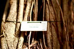 05012020_Taipo Waterfront Park Snapshots00006