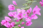 05012020_Taipo Waterfront Park Snapshots00007