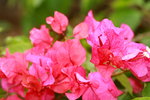 05012020_Taipo Waterfront Park Snapshots00010