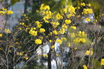 21022021_Nam Cheong Park_Handroanthus Chrysotrichus黃花風鈴木00007