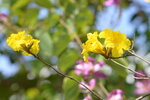 21022021_Nam Cheong Park_Handroanthus Chrysotrichus黃花風鈴木00013