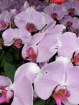 07022021_Victoria Park_Lunar New Year Flower Fair_Orchid00004