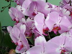 07022021_Victoria Park_Lunar New Year Flower Fair_Orchid00005
