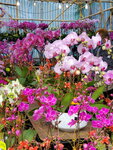 07022021_Victoria Park_Lunar New Year Flower Fair_Orchid00007