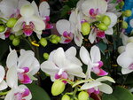 07022021_Victoria Park_Lunar New Year Flower Fair_Orchid00010