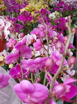 07022021_Victoria Park_Lunar New Year Flower Fair_Orchid00011