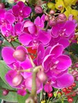 07022021_Victoria Park_Lunar New Year Flower Fair_Orchid00012