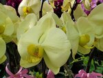 07022021_Victoria Park_Lunar New Year Flower Fair_Orchid00015