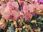 07022021_Victoria Park_Lunar New Year Flower Fair_Orchid00016