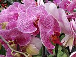 07022021_Victoria Park_Lunar New Year Flower Fair_Orchid00017