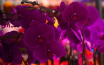 07022021_Victoria Park_Lunar New Year Flower Fair_Orchid00018