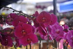 07022021_Victoria Park_Lunar New Year Flower Fair_Orchid00019
