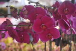 07022021_Victoria Park_Lunar New Year Flower Fair_Orchid00020