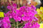 07022021_Victoria Park_Lunar New Year Flower Fair_Orchid00021