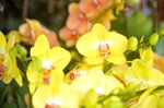 07022021_Victoria Park_Lunar New Year Flower Fair_Orchid00022