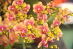 07022021_Victoria Park_Lunar New Year Flower Fair_Orchid00024