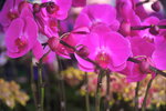 07022021_Victoria Park_Lunar New Year Flower Fair_Orchid00025