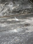 18052021_Taipo Kwong Fuk Road Egretry Nest00012