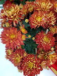 20022022_Lunar New Year Flowers_Chrysanthemum00005