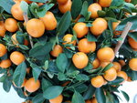 20022022_Lunar New Year Flowers_Mandarin Orange00003