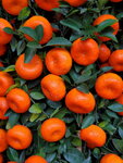 20022022_Lunar New Year Flowers_Mandarin Orange00006
