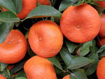 20022022_Lunar New Year Flowers_Mandarin Orange00008
