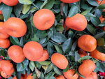 20022022_Lunar New Year Flowers_Mandarin Orange00009