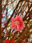 20022022_Lunar New Year Flowers_Peach Blossoms00001