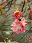 20022022_Lunar New Year Flowers_Peach Blossoms00003