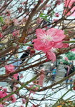 20022022_Lunar New Year Flowers_Peach Blossoms00005