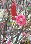 20022022_Lunar New Year Flowers_Peach Blossoms00006
