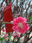 20022022_Lunar New Year Flowers_Peach Blossoms00007