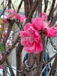 20022022_Lunar New Year Flowers_Peach Blossoms00008
