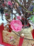 20022022_Lunar New Year Flowers_Peach Blossoms00009