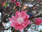 20022022_Lunar New Year Flowers_Peach Blossoms00010