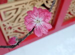 20022022_Lunar New Year Flowers_Peach Blossoms00012