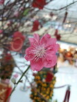 20022022_Lunar New Year Flowers_Peach Blossoms00014