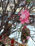 20022022_Lunar New Year Flowers_Peach Blossoms00015