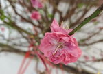 20022022_Lunar New Year Flowers_Peach Blossoms00016