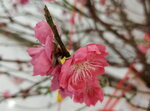 20022022_Lunar New Year Flowers_Peach Blossoms00017