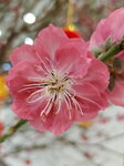 20022022_Lunar New Year Flowers_Peach Blossoms00018