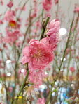 20022022_Lunar New Year Flowers_Peach Blossoms00019