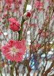 20022022_Lunar New Year Flowers_Peach Blossoms00020