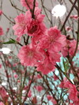 20022022_Lunar New Year Flowers_Peach Blossoms00021