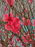 20022022_Lunar New Year Flowers_Peach Blossoms00022