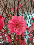 20022022_Lunar New Year Flowers_Peach Blossoms00023